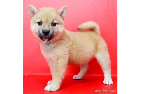 成約済の愛知県の柴犬-191097の4枚目